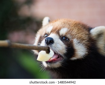 The panda red or lesser panda