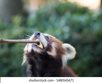 The panda red or lesser panda
