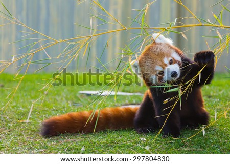 The panda red or lesser panda (Ailurus fulgens)