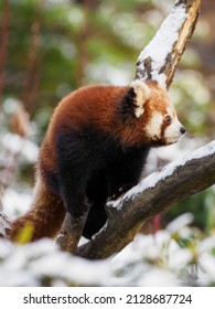 Panda red on branches with snow. - Shutterstock ID 2128687724