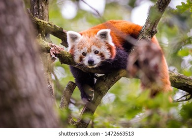 panda red on the tree