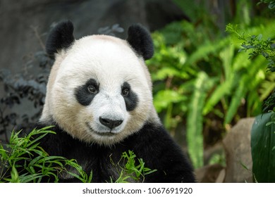 Panda sitting in enclosure smiling