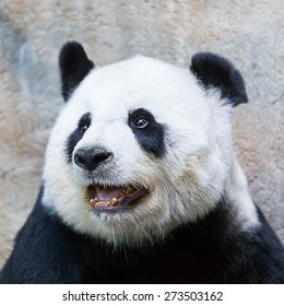 Panda Was Sitting Happily Smiling In The Morning.