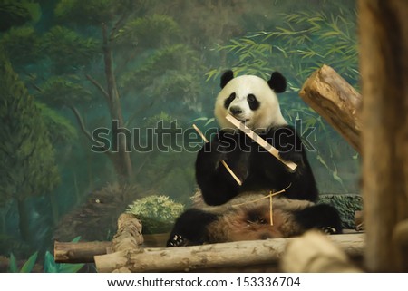 Panda in thailand