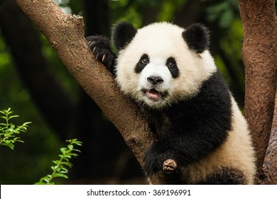 Panda In A Tree