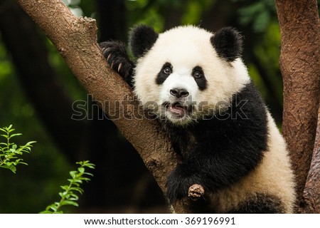 Panda in a tree