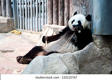 Panda In Zoo