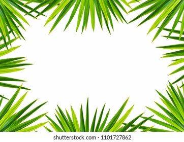 Border Palm Leaf Isolate White Background Stock Photo (Edit Now) 626459693