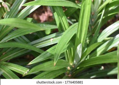 Rambha Leaf Images Stock Photos Vectors Shutterstock