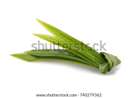 Pandan leaf, a fragrant leaf used regularly as an ingredient in Asian cooking and baking