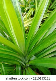 Pandan Leaf Has Smell Really Good And From Indonesia, They Usually Use It For Cooking, Taken In The Yard Of Jakarta's House In The Morning