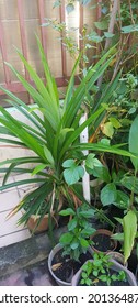 Pandan Leaves Used For Cooking Nasi Lemak