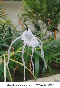 pandan lilies blooming wildly in the back garden - Shutterstock ID 2254893037