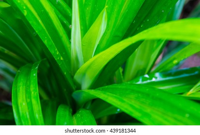 Rambha Leaf Images Stock Photos Vectors Shutterstock