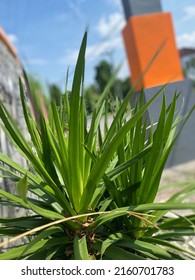 Pandan Thorns, Pandanus Mat, Pandan Tan, Or Pandan Pudak Is A Kind Of Tree-like Plant, A Member Of The Pandanaceae Tribe.