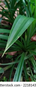 Pandan Thorns, Pandanus Mat, Pandan Tan, Or Pandan Pudak Is A Plant, A Member Of The Pandanaceae Tribe.