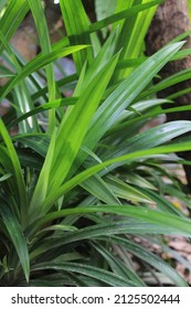 Pandan Is A Type Of Monocotyledonous Plant From The Pandanaceae Family That Has Distinctive Fragrant Leaves