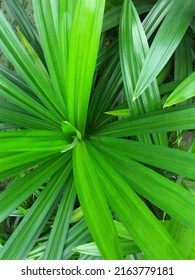 Pandanaceae Has A Typical Fragrant Use For Food Aroma.