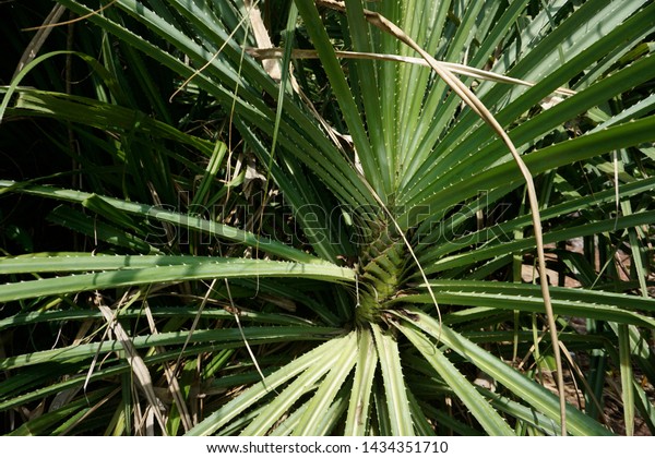 Pandanus Artocapus Mengkuang Tree Green Leaves Stock Photo Edit Now 1434351710