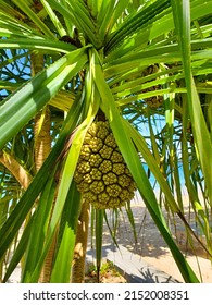 Pandanus Boninensis At The Beach Of Thailand