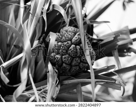 Pandanus fruit sits between the laves in a high contrast black and white image