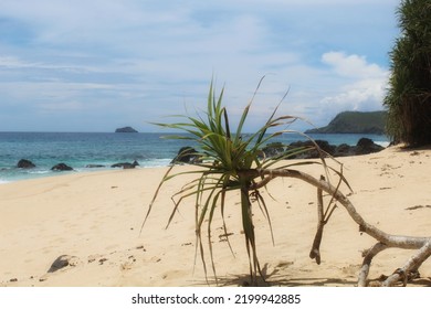 Pandanus. Grow On The White Sandy Beach