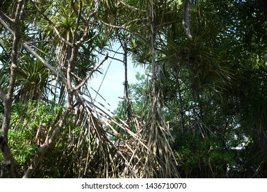 Pandanus Grows On Tropical Island Maldives Stock Photo 1436710070 ...