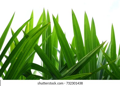 Pandanus Leaf In The Garden