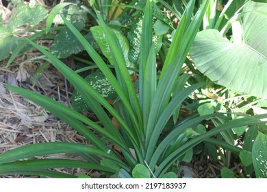 Pandanus Leaf Grove In The Garden