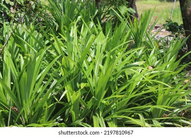 Pandanus Leaf Grove In The Garden