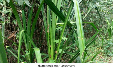 Pandanus Microcarpus Is A Type Of Monocotyledonous Plant From The Pandanaceae Family.