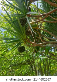 A Pandanus Palm In Brazil