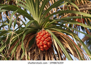 Pandanus Palm Fruit, Koh Kood, Thailand