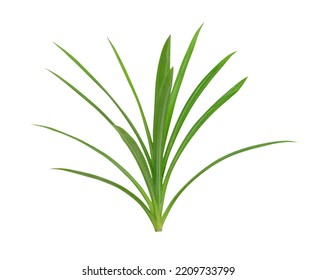 Pandanus Palm Isolated On White Background