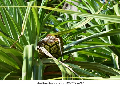 Pandanus Screw Pine Fruit Or Hala Fruit