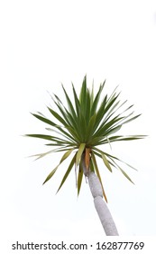 Pandanus Or The Screw Pine Isolated White