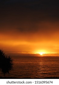 Pandanus Sunrise Over The Coral Coast, Queensland Australia
