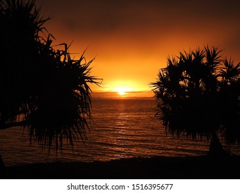 Pandanus Sunrise Over The Coral Coast, Queensland Australia
