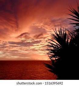 Pandanus Sunrise Over The Coral Coast, Queensland Australia
