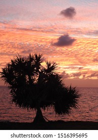 Pandanus Sunrise Over The Coral Coast, Queensland Australia
