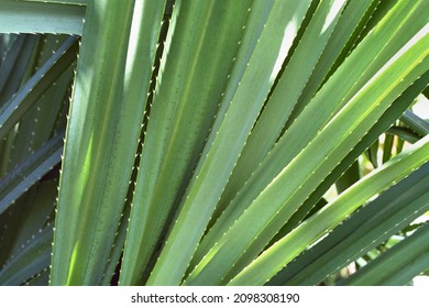 Pandanus Tectorius - Beach Screw Pine