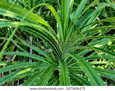 Pandanus tectorius foliage or thatch screwpine as beach vegetation usually on tropical island and have spine alaong the edges leaf and posses saw like margins 
