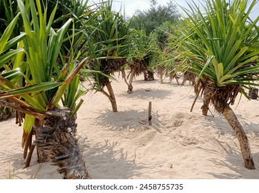 pandanus tectorius grows in coastal lowlands, near the edge of the ocean, along the beach. Common names in English include thatch screwpine or pandanus. The fruit edible, safe to eat.  - Powered by Shutterstock