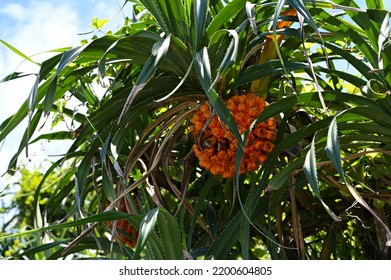 Pandanus Tectorius In The Park.