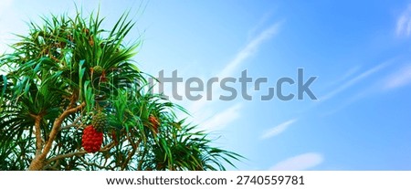 Pandanus tree banner with space for text. Pandanus fruit on tropical tree on blue sky background. Tropical fruit of pandanus tree. Pandan tropical fruit on palm tree. Onamental tropical plant.