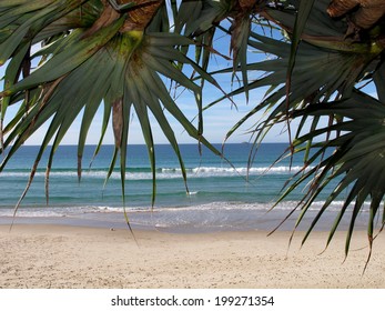 Pandanus Tree With Beach Background