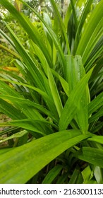 Pandanus Tree In The Garden