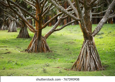 Pandanus Tree Mr