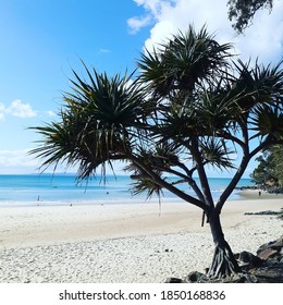 Pandanus Tree At Noosa Beach