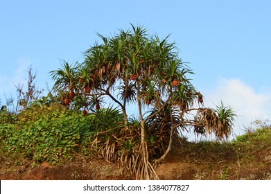 Pandanus Tree On Sand Dune. 